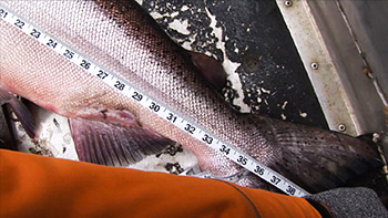 David Ondaatje - Films - Alaska King On a Fly